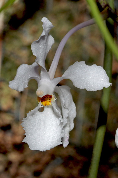 Holcoglossum subulifolium (Rchb.f.) Christenson Holcoglossum_subulifolium1.jpg