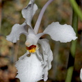 Holcoglossum subulifolium