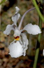 Holcoglossum subulifolium