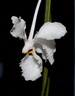 Holcoglossum subulifolium