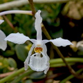 Holcoglossum subulifolium