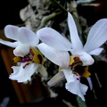 Holcoglossum wangii