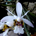 Holcoglossum wangii