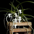 Neofinetia_falcata1.jpg