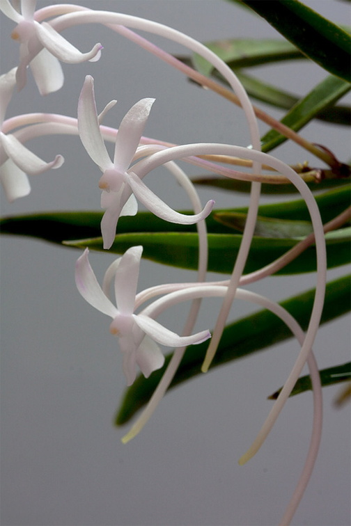 Neofinetia falcata