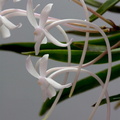 Neofinetia_falcata10.jpg