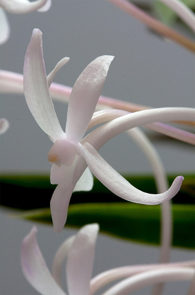 Neofinetia falcata (Thunb.) Hu Neofinetia_falcata11.jpg