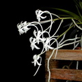 Neofinetia falcata