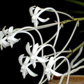 Neofinetia_falcata3.jpg