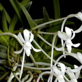 Neofinetia falcata