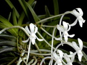 Neofinetia falcata