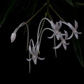 Neofinetia_falcata6.jpg