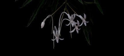 Neofinetia falcata