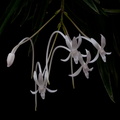 Neofinetia falcata