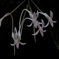 Neofinetia_falcata8.jpg