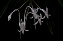 Neofinetia falcata