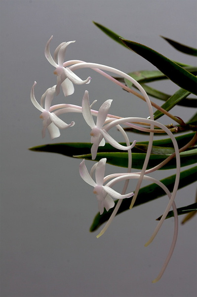 Neofinetia_falcata9.jpg