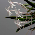 Neofinetia falcata