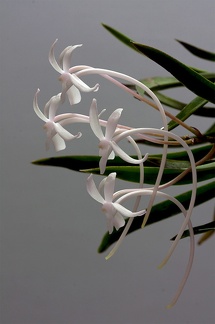 Neofinetia falcata