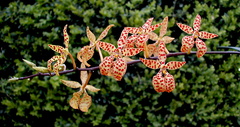 Renanthera monachica