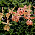 Renanthera monachica