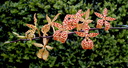 Renanthera monachica