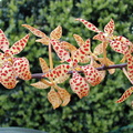 Renanthera monachica