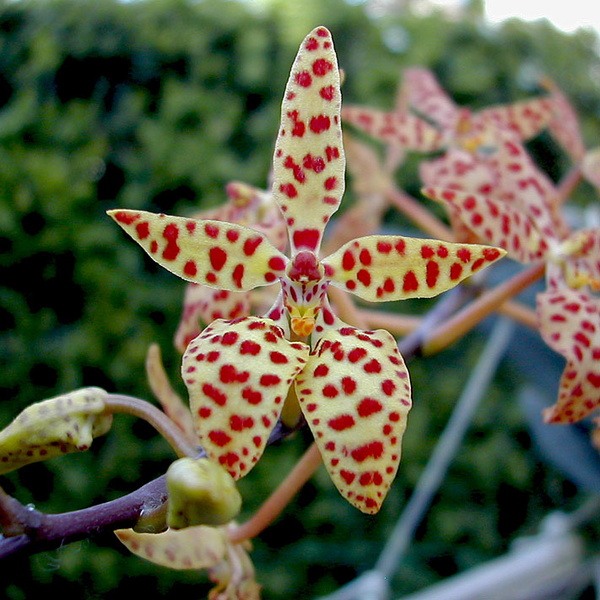 Renanthera monachica