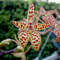 Renanthera monachica