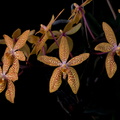 Renanthopsis_Mildred_Jameson2.jpg