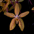 Renanthopsis_Mildred_Jameson3.jpg