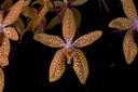 Renanthopsis Mildred Jameson
