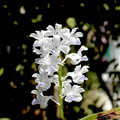 Rhynchostylis coelestis