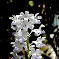 Rhynchostylis coelestis