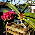 Rhynchostylis gigantea var.rubra