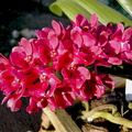 Rhynchostylis gigantea var.rubra