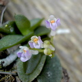 Schoenorchis pachyacris