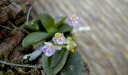 Schoenorchis pachyacris