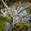 Trichoglottis pusilla