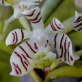 Trichoglottis pusilla