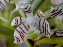 Trichoglottis pusilla