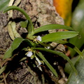 Trichoglottis triflora