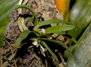 Trichoglottis triflora