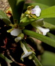 Trichoglottis triflora