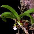 Trichoglottis triflora