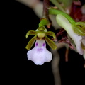 Trichoglottis triflora