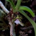 Trichoglottis triflora