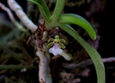 Trichoglottis triflora