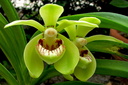 Vanda