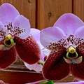 Vanda_Boonchoo1.jpg